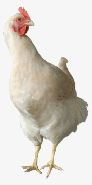 Tetra Amber - Chicken #566794