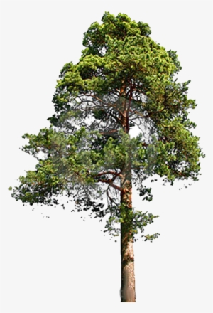 Fir-tree Png File - Eastern White Pine Png #567000