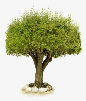 Tree Png Image, Free Download, Picture - Château De Saumur #567069