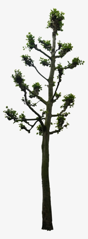 Linden Tree Png #567088