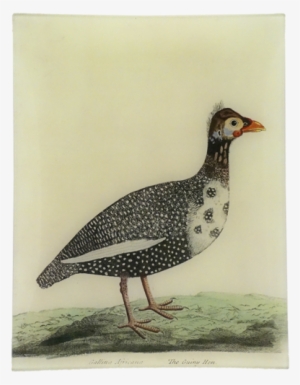 The Guiny Hen - Chicken #567127