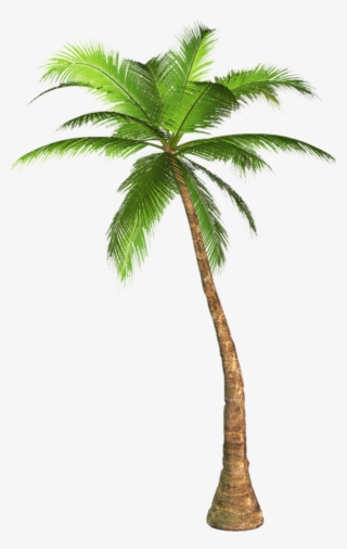 Palm Tree Transparent Image Tree Transparent Background - Palm Tree Transparent Background #569387