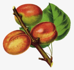 Share / Imprint / Design By Why - Prunus Armeniaca #569509