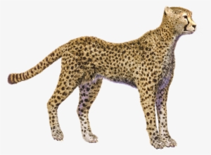 Cheetah Photos - Cheetah No Background Png #569596