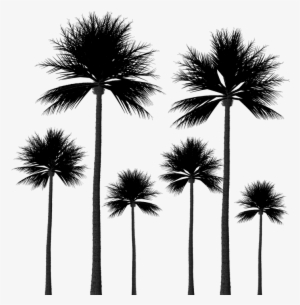 15 Palm Tree Silhouettes Png Transparent Background - Palm Trees Group Png #569680