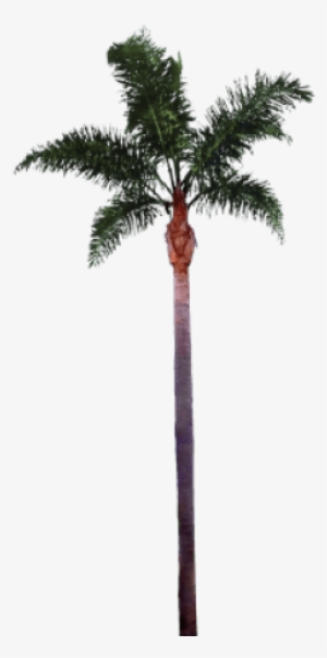 Free Png Palm Tree Png Images Transparent - Palm Tree Trunk Png #569708
