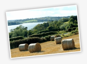 We Focus On Value And Quality, Providing Competitively - Hay #569848