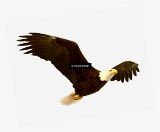 Bald Eagle Birds - Bald Eagle #5601313