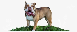 Penelope The Chocolate Tri English Bulldog Rare Color - Tampa #5602032 Penelope The Chocolate Tri English Bulldog Rare Color - Tampa #5602032