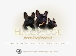 Haloridge French Bulldogs #5602423