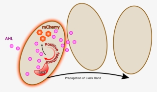 This Cell-cell Communication Enables Intercellular - Circle #5602493