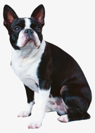 Clip Art Boxer French Bulldog - French Bulldog Black And White Dog #5602673