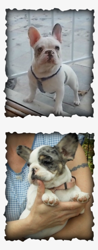 Merle Is A Dominant Gene, On Average Half The Puppies - Colegio De San Francisco Javier Palompon Leyte #5602784