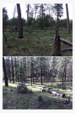 Survey Location For The Peñasco Least Chipmunk In Sixteen - Sixteen Springs Canyon #5603344