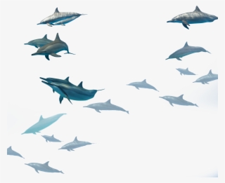 Choose Your Eco-tour Experience - Dolphin Fish Hd Png #5604346
