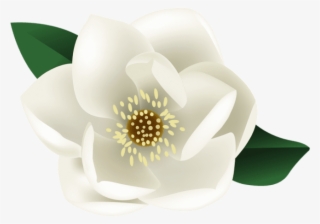 Free Png White Magnolia Flower Png Images Transparent - Magnolia Clipart Transparent Background #5604784