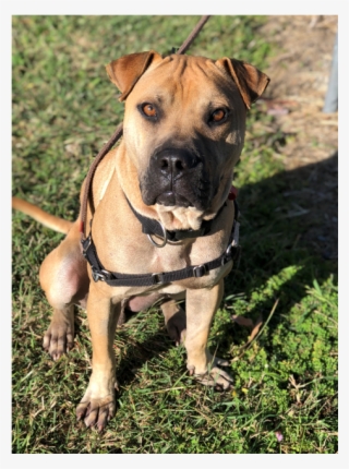 Photo Of Sharpie - Dog #5605178