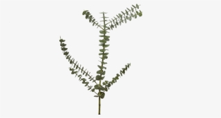 Our Top Favorite Fall Flowers Holex Flower Blog Png - Fern #5606552