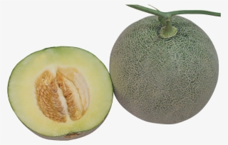 1155 Ttx - Honeydew #5607571