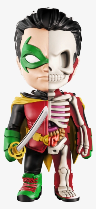 Xxray Robin #5608225