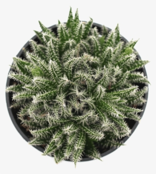 Porous Soil With Adequate Drainage #5612201