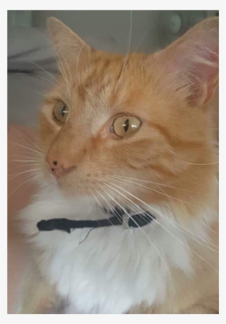 Sightings - Domestic Short-haired Cat #5612307