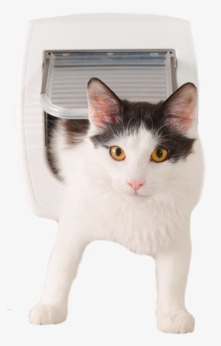 Cat For Window Expert #5612534