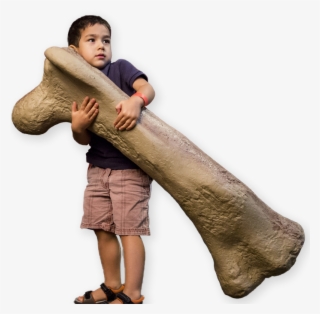 Discover The Amazing World Of Dinosaurs In This Exhibition #5614428