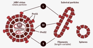 Schematic Representation Of The Hbv Virion And Non-infectious #5614765