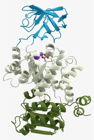Pyruvate Kinase Domains #5614766 Pyruvate Kinase Domains #5614766
