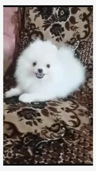 600$ Pomeranian Puppy For Sale, Puppies For Sale #5615359