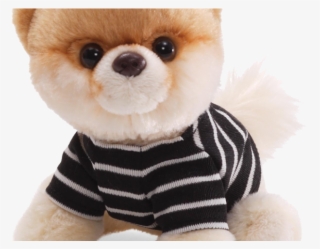 Pomeranian Clipart Transparent #5615861