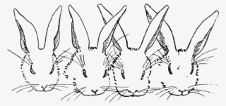 Peter Rabbit Albert 09 - Black And White Peter Rabbit #5621169