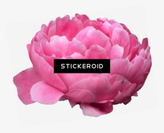 Peonies Flowers Peony - Common Peony #5621493