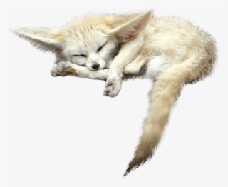 Free Png Fox S Png Images Transparent #5622022