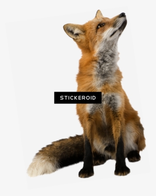 Fox - Fox Images Transparent Background #5622386