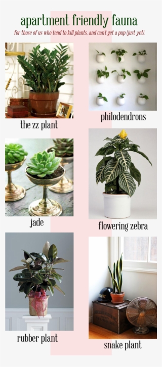 Apartment Plants, Apartment Living, Apartment Ideas, - Houseplant #5622446
