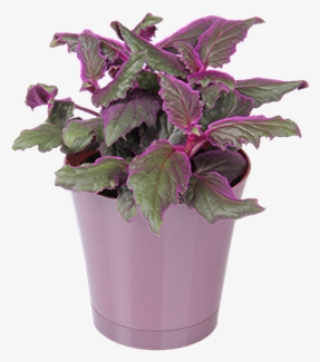 Houseplant - Flowerpot #5622732