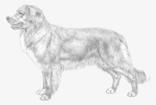 Nova Scotia Duck Tolling Retriever Ras English Summary - Nova Scotia Duck Tolling Retriever #5623766