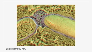 Tem Image Of Freeze-fracture Replica Of Exopolymer - Aerial Photography #5625532