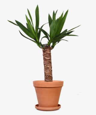 Yucca 14 Terracotta - Maya Palme #5625653 Yucca 14 Terracotta - Maya Palme #5625653