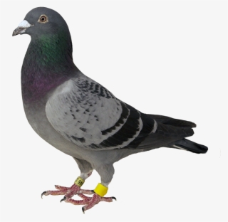 Au 2009 M Smith - Animales Nacidos En Honduras #5625918