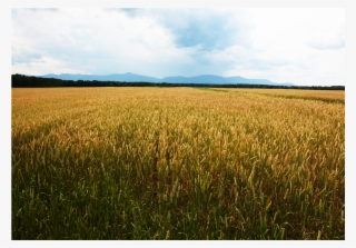 Stone House Farm Is Dedicated To Demonstrating A Viable - Field #5626157