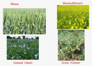 Wheat, Gram, Pea, Mustard, Linseed #5626508