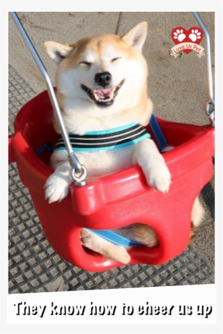 Adorable Reasons As To Why One Day Shiba Inu Dogs Might - Shiba Inu #5627031