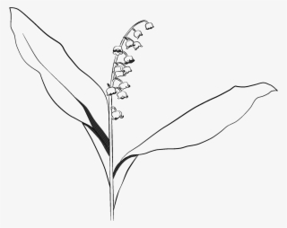 Lily Of The Valley - White Lily Of Valley Transparent #5630123