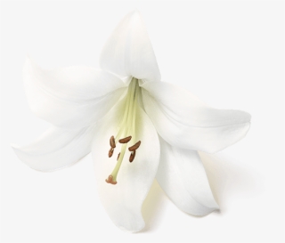 Pink Grapefruit - Tiger Lily #5630716