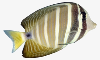 Aquatic Design Centre Sailfin - Sailfin Tang #5631684