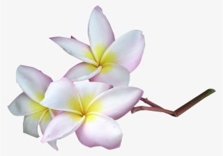 Яндекс - Фотки - Vanilya Sabun Ve Kokulu Taş Esansı #5633332