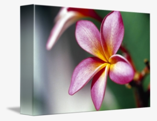 Close Up Of A Frangipani Flower By - Poster: Collection's Poster: Close-up Of A Frangipani #5633600
